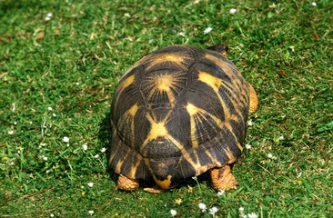 Madagascar Radiated Turtoise, geochelone radiata