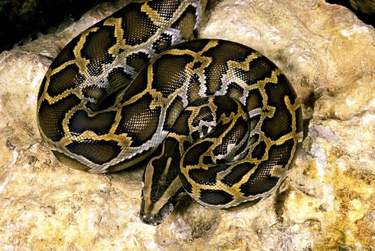 Indian Python, python molurus