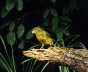 Harz Canary or Song Canary, serinus canaria