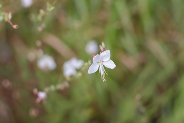 white flower with yellow stamens in the garden