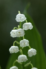 Lily of the Valley, convallaria majalis