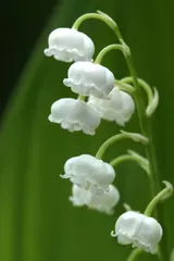 Foto op Canvas Lily of the Valley, convallaria majalis © slowmotiongli