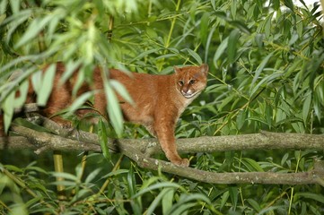 Jaguarundi, herpailurus yaguarondi, Adult standing on Branch