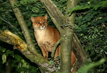 Jaguarundi, herpailurus yaguarondi, Adult standing on Branch