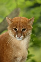 Jaguarundi, herpailurus yaguarondi, Portrait of Adult