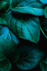 Obraz premium closeup nature view of green leaf in garden, dark tone nature background, tropical leaf