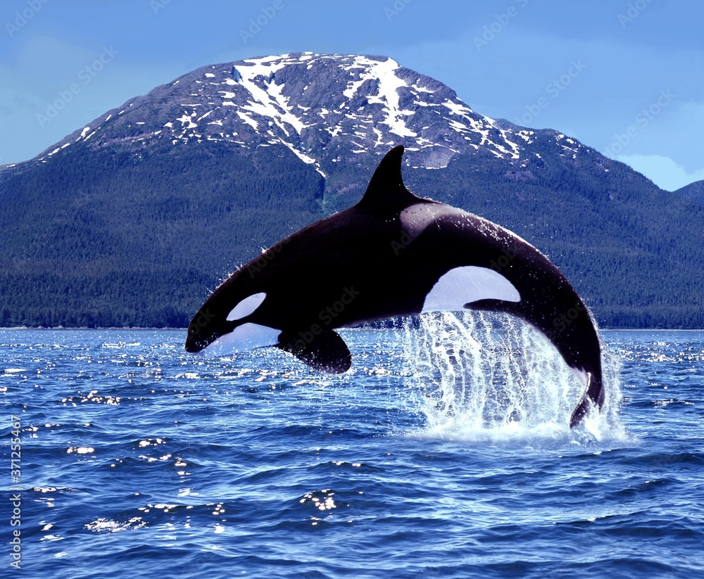 Canvas Prints killer whale, orcinus orca, adult leaping, canada