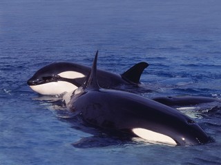 Killer Whale, orcinus orca, Adults standing at Surface, Canada