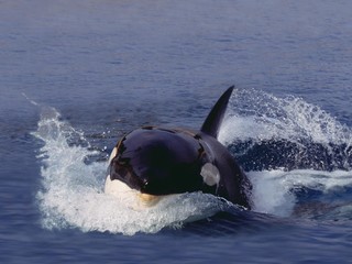 Killer Whale, orcinus orca, Adult Leaping, Canada