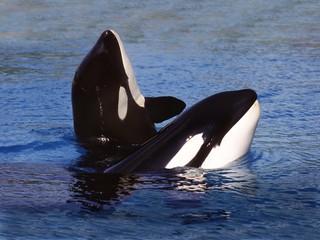 Killer Whale, orcinus orca, Adults Spy Hopping, Canada © slowmotiongli