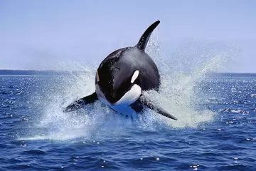 Fotobehang Orca Orka, orcinus orca, volwassen springen, Canada