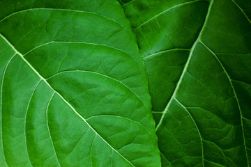 closeup nature view of green leaf in garden, dark tone nature background, tropical leaf