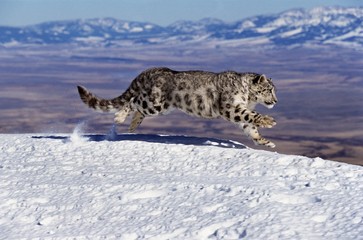 Snow Leopard or Ounce, uncia uncia, Adult running on Snow through Mountain