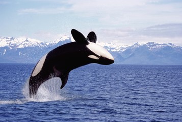 Killer Whale, orcinus orca, Adult Leaping, Canada © slowmotiongli