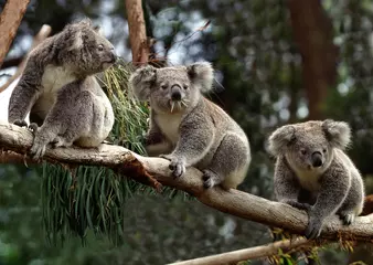 Keuken foto achterwand Koala, phascolarctos cinereus, Group sitting on Branch, Australia © slowmotiongli