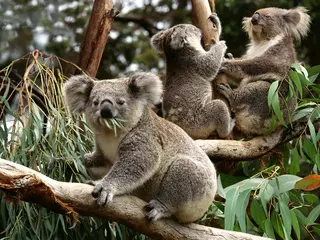 Ingelijste posters Koala, phascolarctos cinereus, Group sitting on Branch, Australia © slowmotiongli
