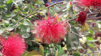 Calliandra in red looks beautiful