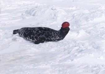 Hooded Seal, cystophora cristata, Male standing on Ice Floe, The hood and membrane are used for...