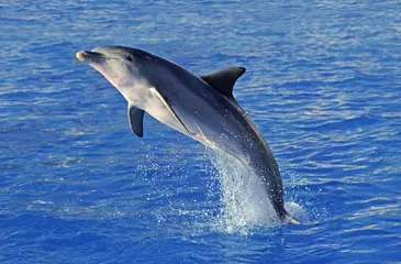 Keuken spatwand met foto Bottlenose Dolphin, tursiops truncatus, Adult Leaping © slowmotiongli