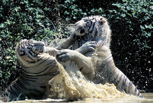 White Tiger, panthera tigris, Fight in Water