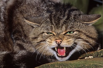 European Wildcat, felis silvestris, Adult Snarling, With Open Mouth