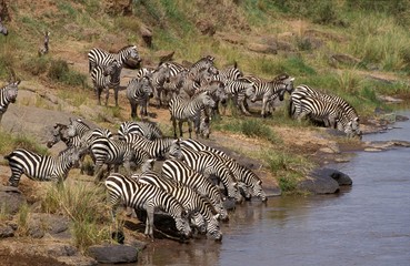 Burchell's Zebra, equus burchelli, Herd drinking at River, Masai Mara Park in Kenya
