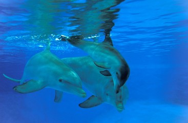 Obraz premium Bottlenose Dolphin, tursiops truncatus, Mother and Calf