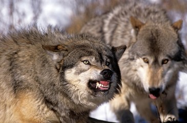 North American Grey Wolf, canis lupus occidentalis, Adult in Defensive Posture, Canada