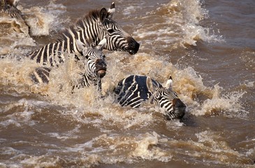 Fototapeta na wymiar Burchell's Zebra, equus burchelli, Group crossing Mara River during Miration, Masai Mara Park in Kenya