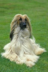 Afghan Hound, Adult Dog laying on Lawn