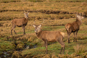 Naklejka na ściany i meble ciervo rojo, Cervus elaphus scoticus, Parque Nacional de Cairngorms, Highlands, Escocia, Reino Unido