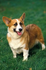 Pembroke Welsh Corgi standing on Grass