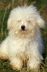 Bolognese Bichon Dog sitting on Grass