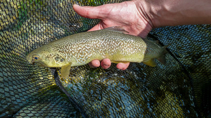A fisherman holding a rare Marble Trout caught on a fly from the Soca River in Slovenia