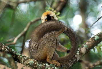 Brown Lemur, eulemur fulvus, Tail Grooming