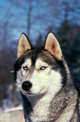 Siberian Husky, Portrait of Adult