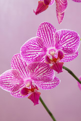 Macro view of orchid flowers. Pale pink speckled phalaenopsis. 