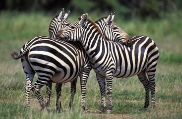 Grant's Zebra, equus burchelli boehmi, Adults Grooming, Kenya