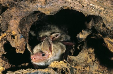 Mouse-Eared Bat, myotis myotis, Adult standing in Stock
