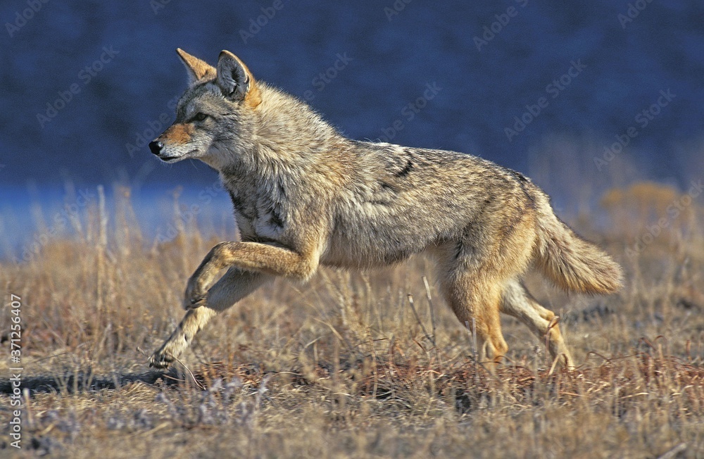 Wall mural coyote, canis latrans, adult running, montana