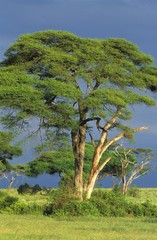Acacia Tree, Landscape of Kenya