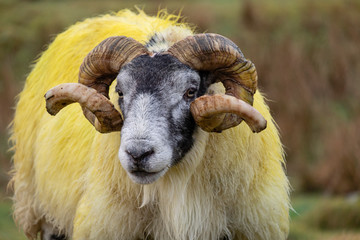 cordero semental, valle de Quiraing, Highlands, Escocia, Reino Unido