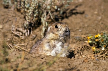Black-Tailed Prairie Dog, cynomys ludovicianus, Adult standing at Den Entrance