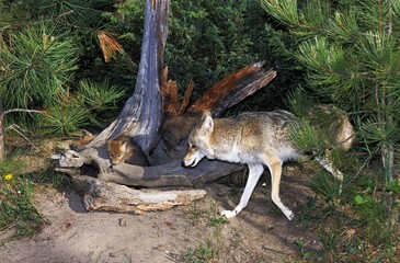 Coyote, canis latrans, Mother with Cub, Montana