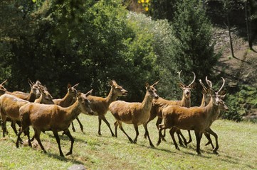 Naklejka na ściany i meble Red Deer, cervus elaphus, Herd