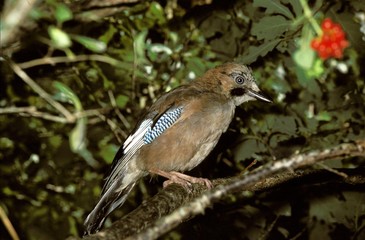 Eurasian Jay, garrulus glandarius, Adult standing on Branch