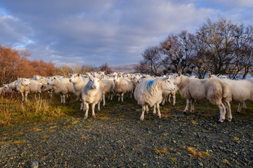 Obraz premium rebaño de ovejas, Skinidin, Loch Erghallan, isla de Skye, Highlands, Escocia, Reino Unido
