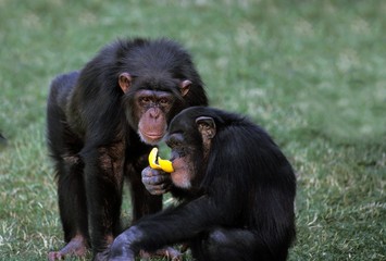 Chimpanzee, pan troglodytes