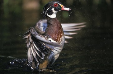 Wood Duck, aix sponsa, Male in Flight, Taking off