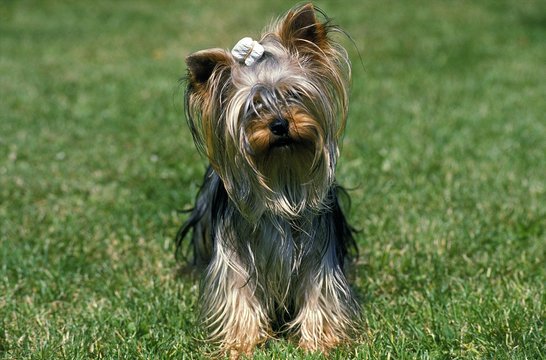 Yorkshire Terrier, Grooming